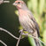 House Finch